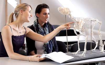 Tierphysiotherapie Ausbildung | Studium Tierphysiotherapeut | ifT